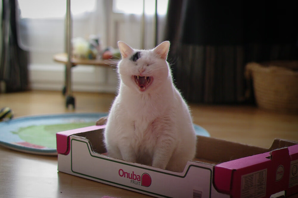 开运app入口-_运动巡游节：沿途赏景、体验多样运动_，游览运动