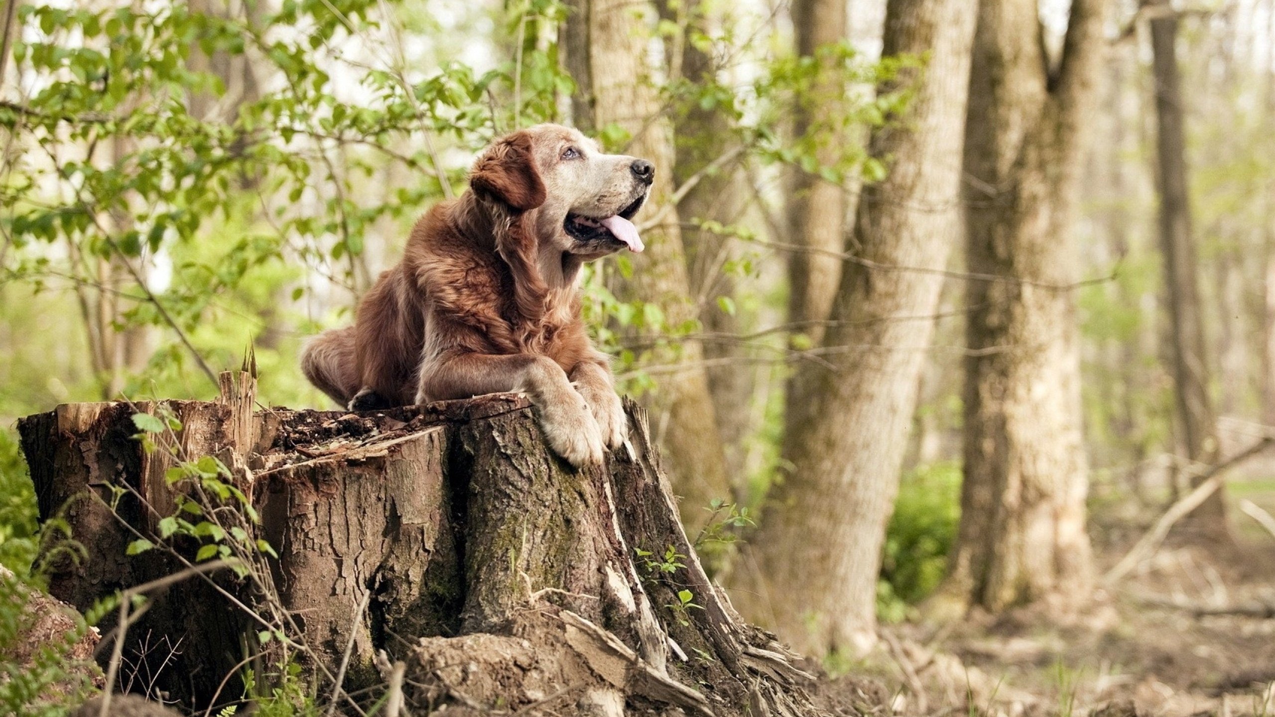 开云体育链接-《电竞职业联盟揭幕：未来比赛格局新定调》，电竞 职业联盟
