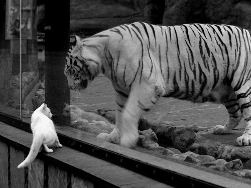 开云电竞登录入口-史上最大“黑马奇迹”：从默默无闻到世界之巅，世界上最大的黑马王子